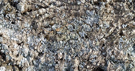 pallaadium metall, pallaadium omadused